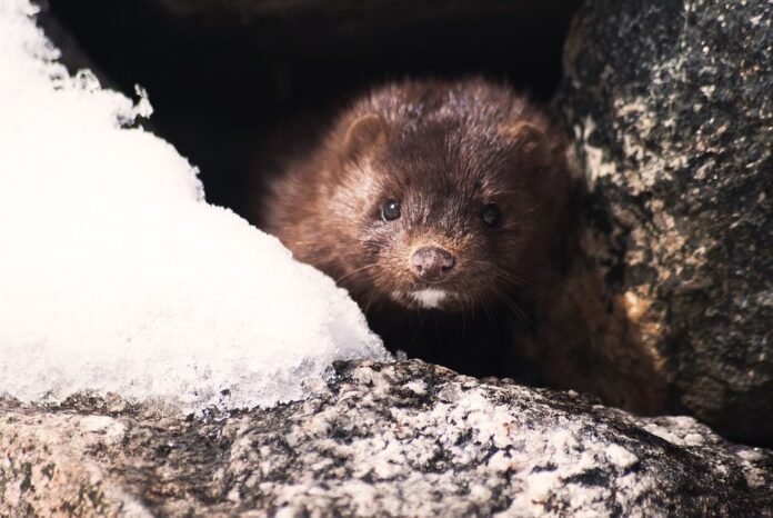 mink-1394881_960_720