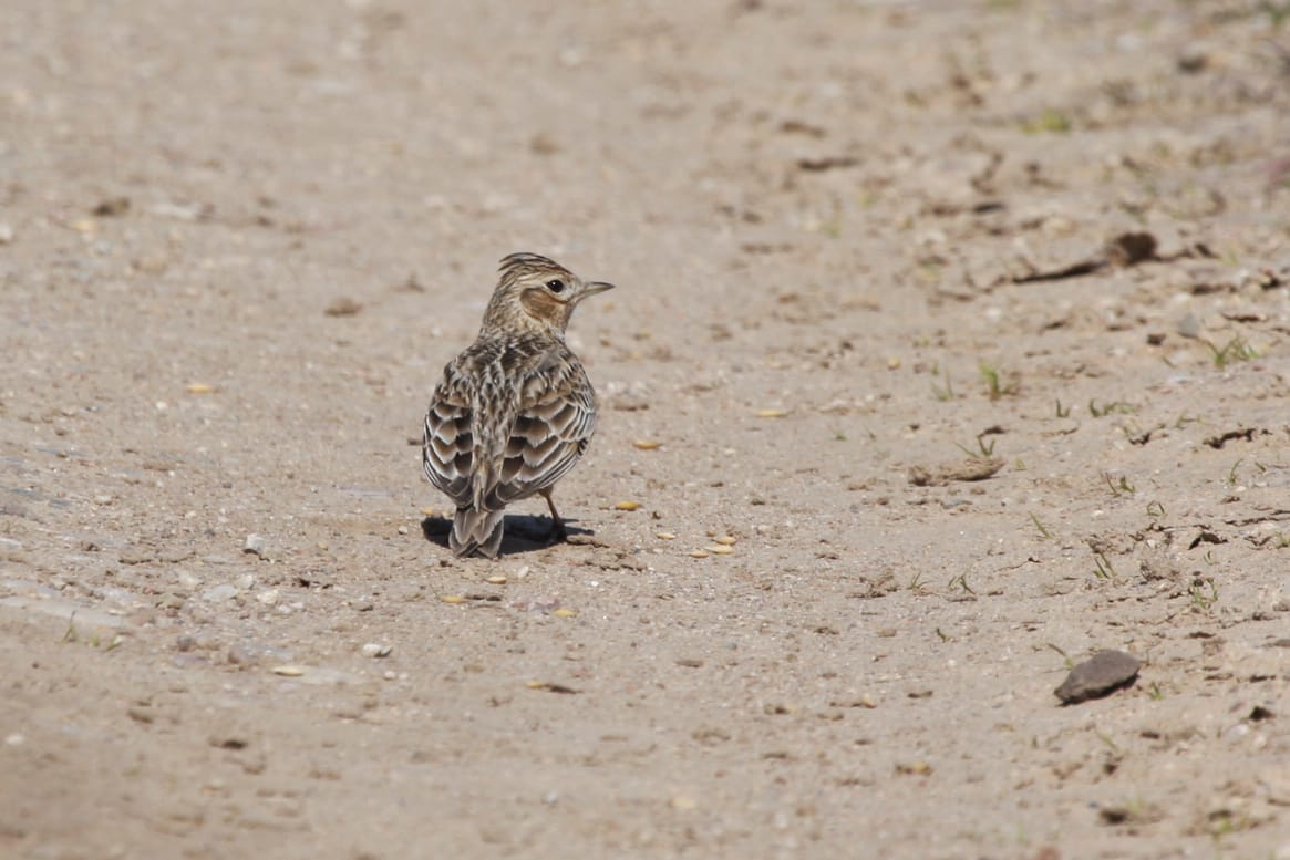 Dirvinis vieversys. Gediminas Petkus nuotrauka2