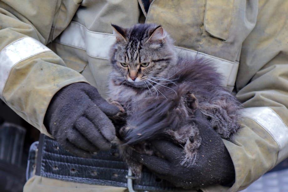 1636779727_2-koshka-top-p-koshki-spasennie-kotyata-2