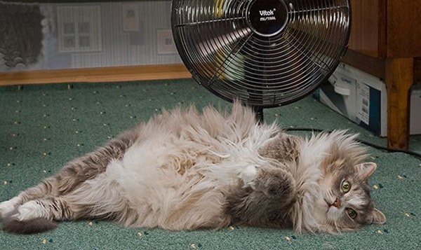 ef3e9471648e4ab21bb007e90a5b90df