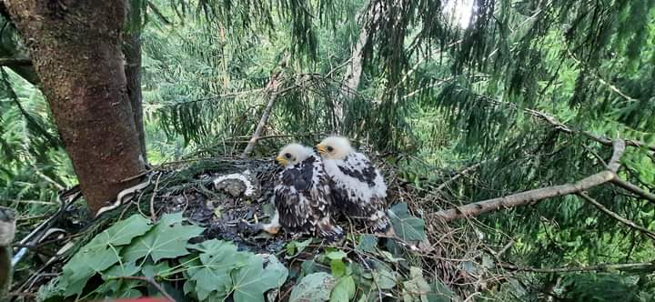 FB_IMG_1722950628551