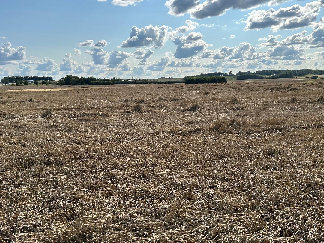 Pasėliai po audros 2