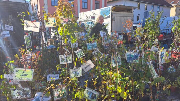 Šilagalių medeliai