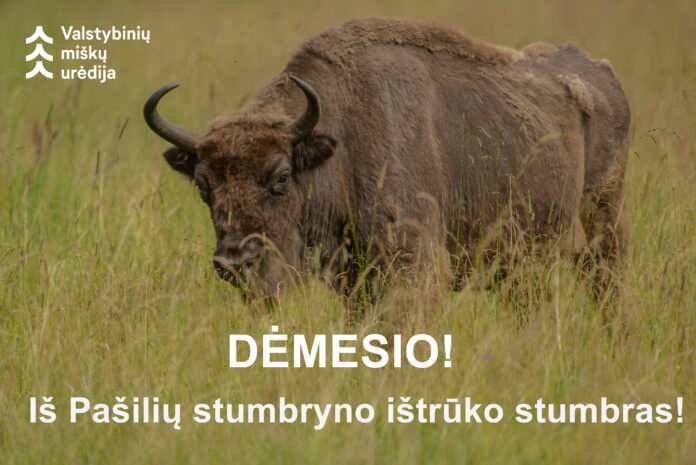 Iš Pašilių stumbryno ištrūko stumbras