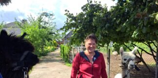 Ginta Sulimienė su alpakų patinais – Rubliu ir Žaibu.