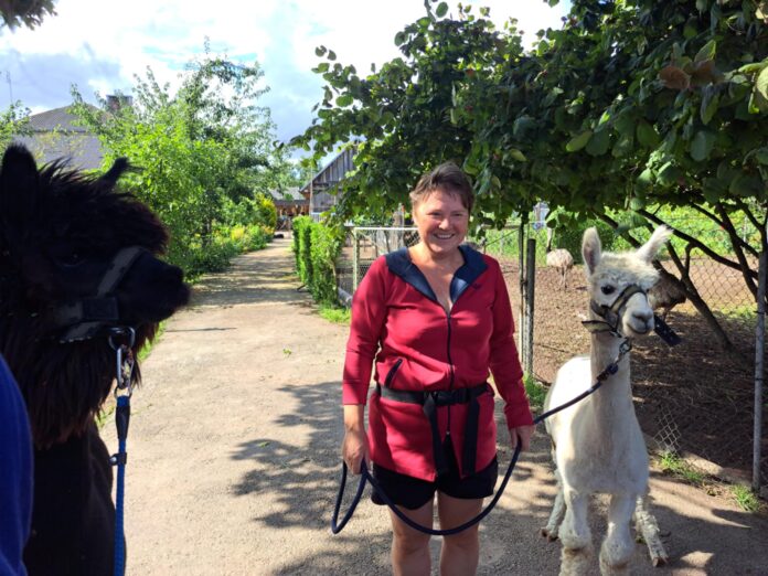 Ginta Sulimienė su alpakų patinais – Rubliu ir Žaibu.