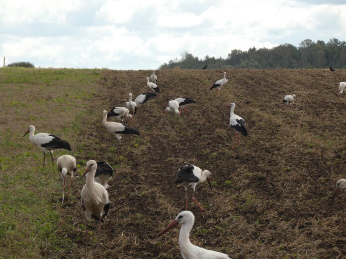 baltieji gandrai. Nuotr. autr. Robertas Akstinas