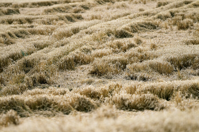 Wheat field flattened by rain, ripe wheat field damaged by wind and rain. Lithuania