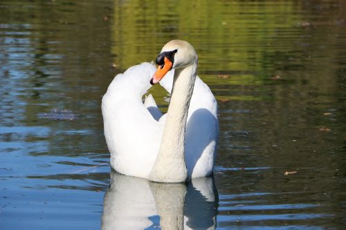 mute-swan-2189310_1280
