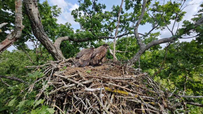 viename-is-kedainiu-rajone-zinomu-juriniu-ereliu-lizdu-siemet-isaugo-du-jaunikliai-manto-matuzos-nuotrauka.