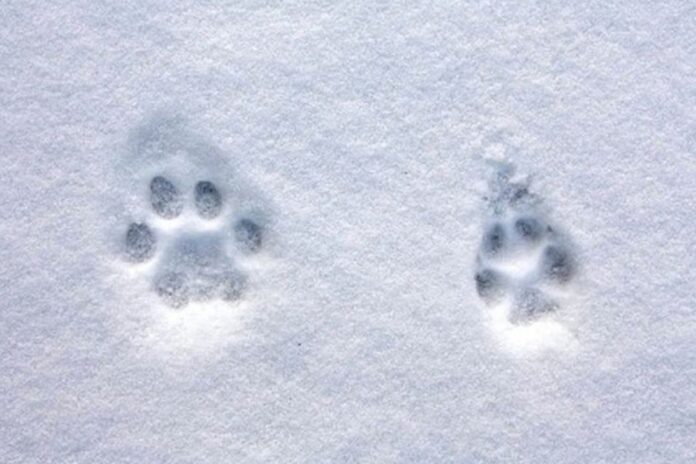 fSiPsqHGm6A.jpg__2280x1520_q85_ALIAS-newshudge_crop-smart_subsampling-2_upscale