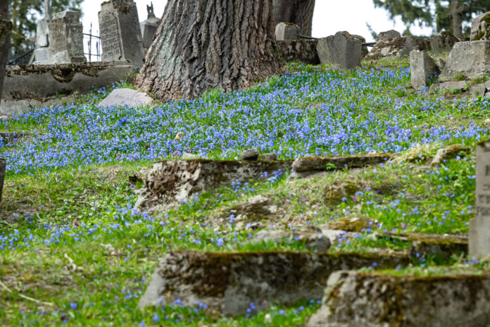 ELTA6282926 Vilnius, 2026 m. kovo 26 d. (ELTA). Scylės Bernardinų kapinėse. 2026.03.26 13:53:18. Andrius Ufartas (ELTA)