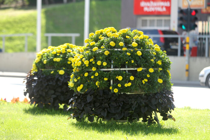 The city of Kedainiai in Lithuania is decorated with colorful flowers