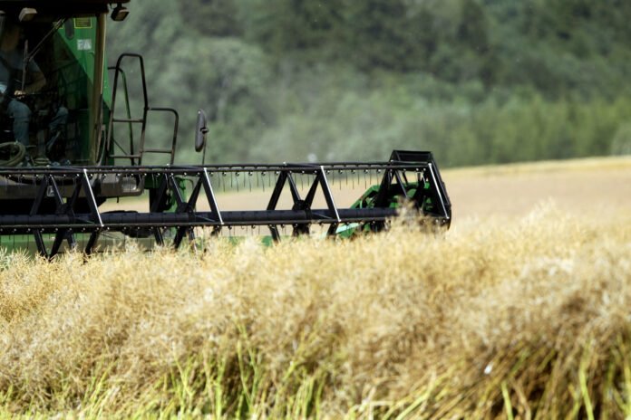 Harvester harvester collecting ripe rapeseed beans on the field. Lithuania