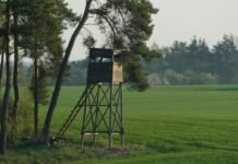 Prasideda briedžių ir tauriųjų elnių patinų medžioklė: ką būtina žinoti medžiotojams