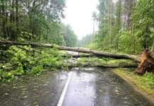 Sustiprėjus vėjui, Kėdainių rajone vėl virto medžiai